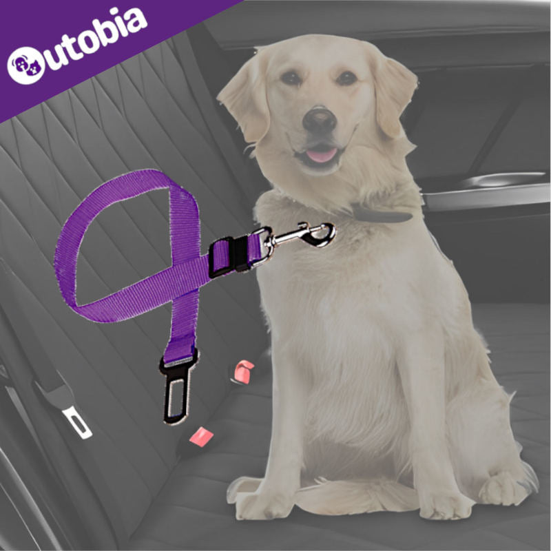 Safety leash